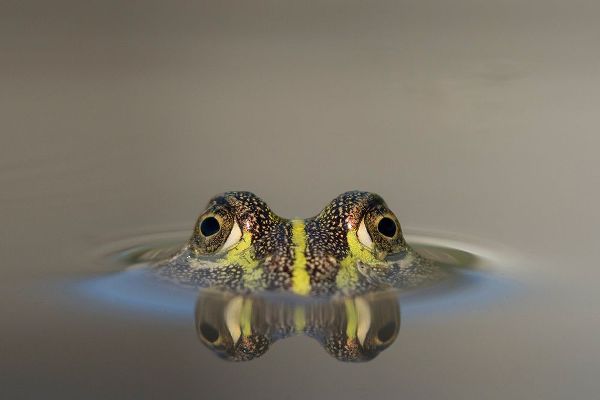 Africa-Botswana-Nxai Pan National Park-Young African Bullfrog lies nearly submerged in shallow pool